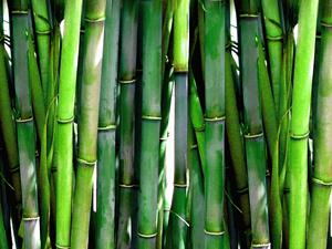 Аромат бамбука